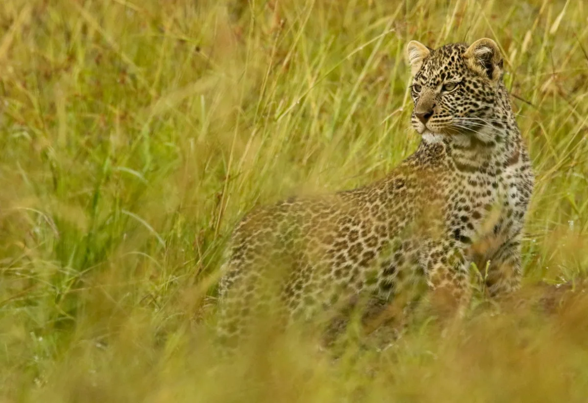 A leopard standing in tall grass within undisturbed habitat