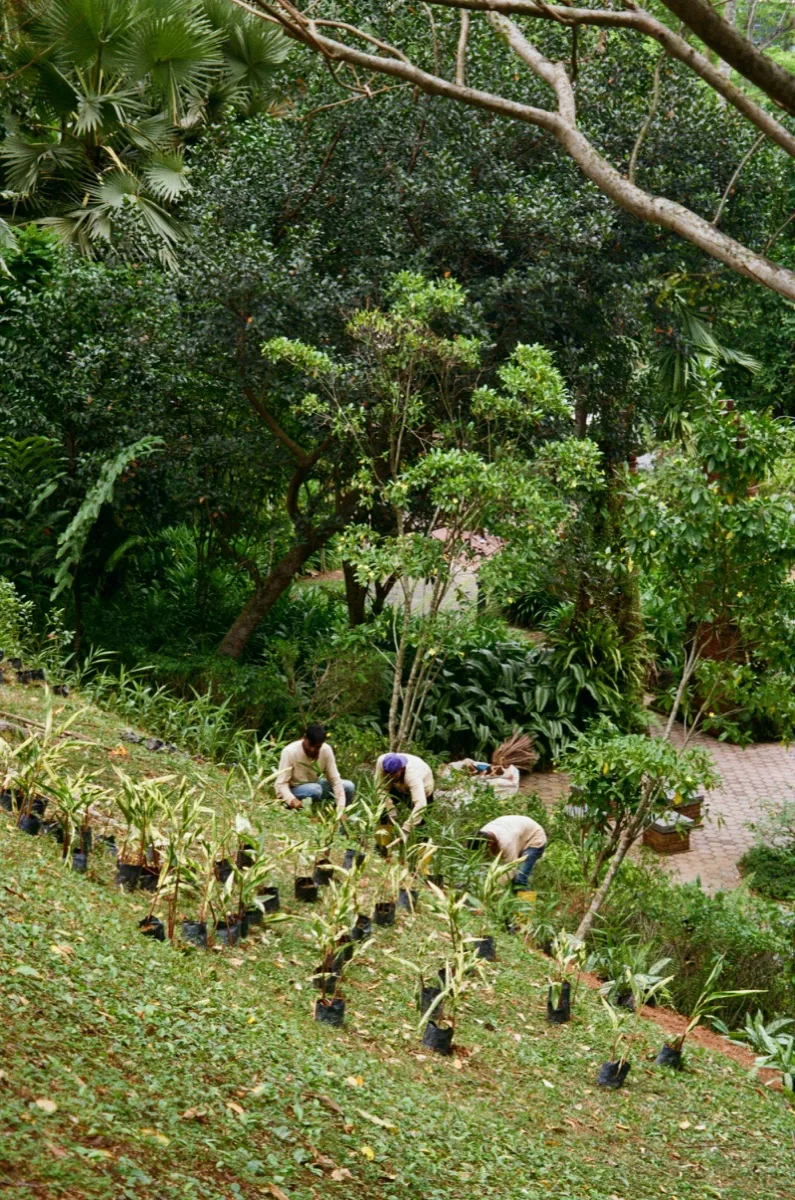 Gardeners plant native saplings across a lush hillside