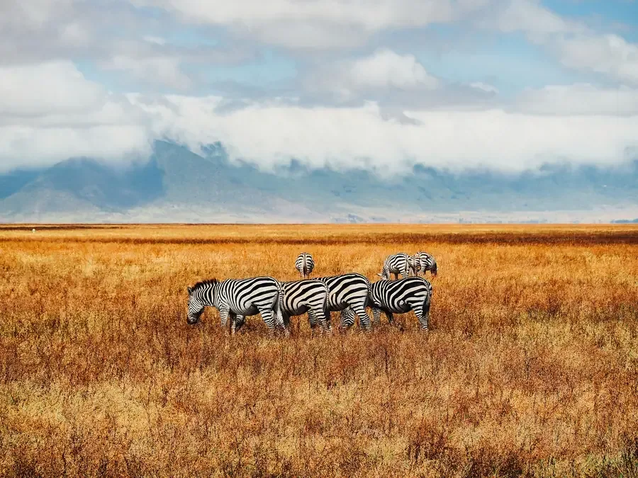 Zebras grazing golden grassland in the Ngorongoro Crater